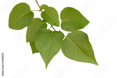 branch with the leaves of lilac