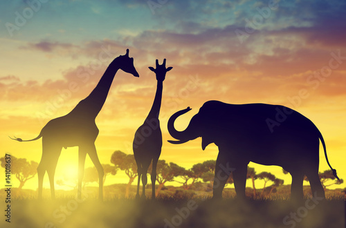 Silhouette elephant and giraffes on the savannah at sunset.