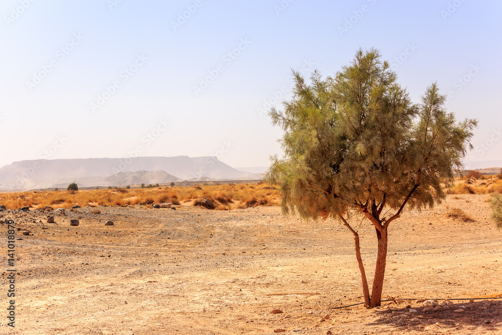 Beautiful Moroccan Mountain landscape with acacia tree in foreground
