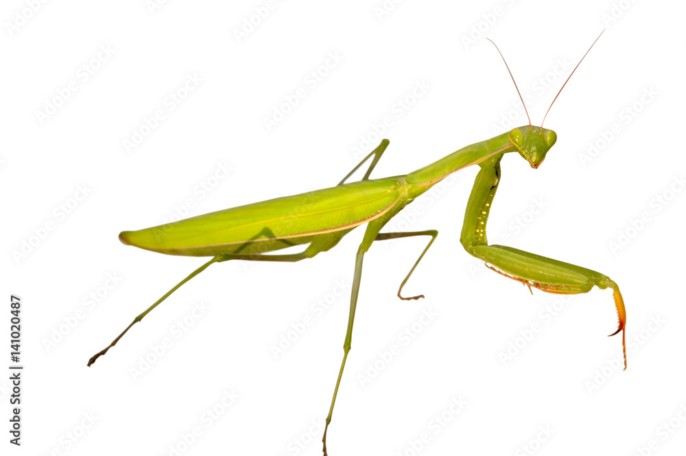 mantis mantis