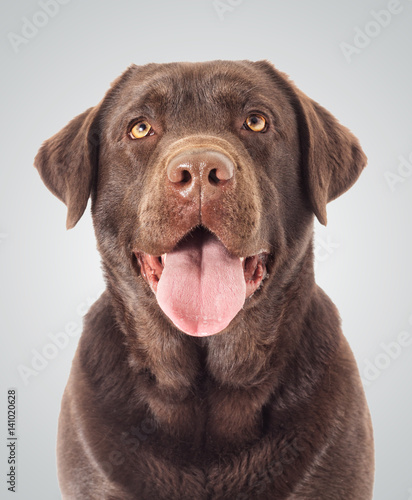Portrait Brown labrador dog looking © Happy monkey