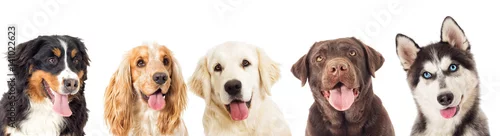 Obraz psy portretowe