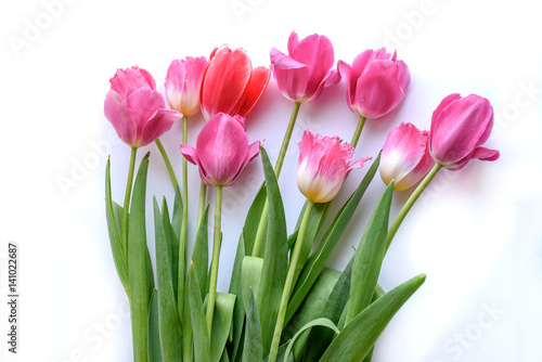 pink tulips isolated on white © yana_vinnikova