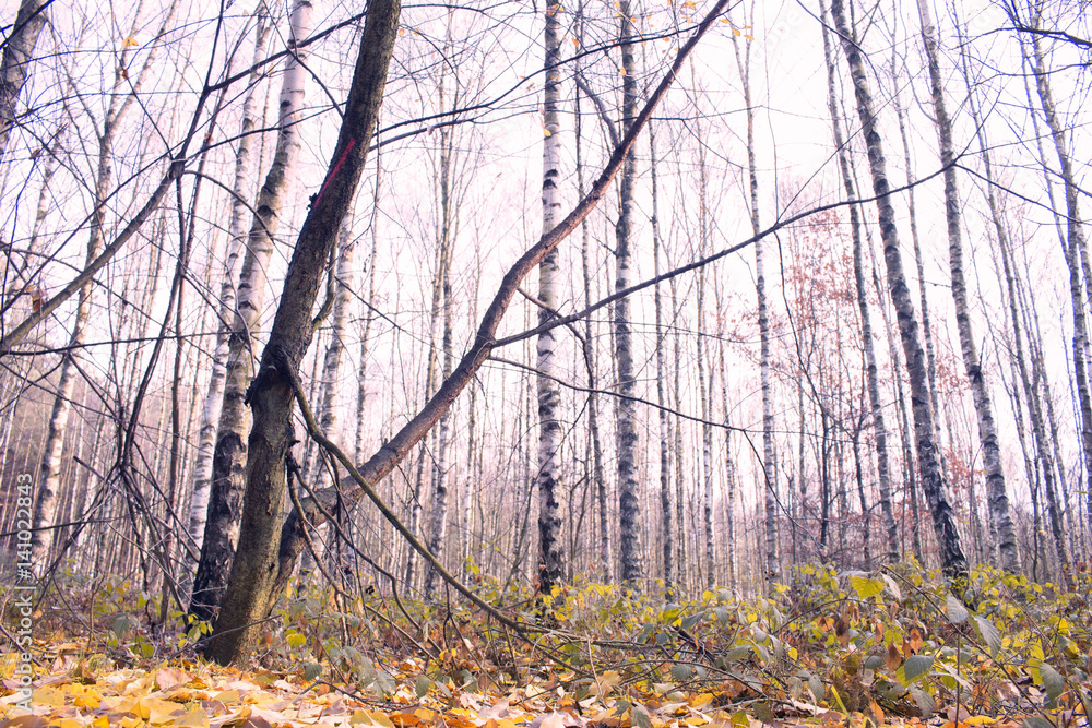 Colorful autumn colors in the forest