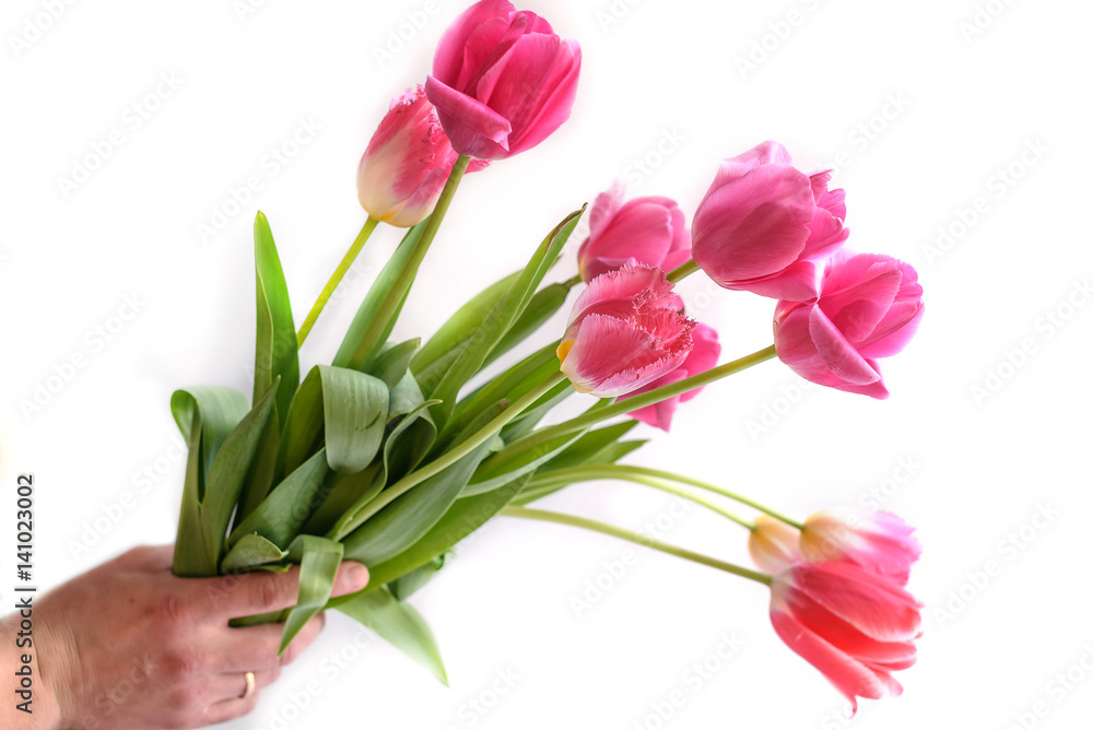 Fototapeta premium pink tulips isolated on white