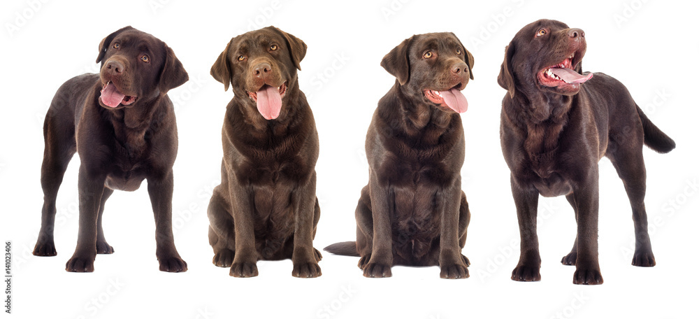 Obraz premium Brown labrador dog looking