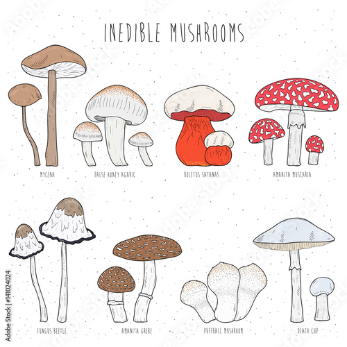 Set of inedible mushrooms with titles on white background. Hand drawn vector colorful illustration collection.