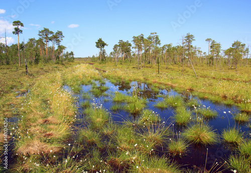 swamp in the Siberian taiga photo