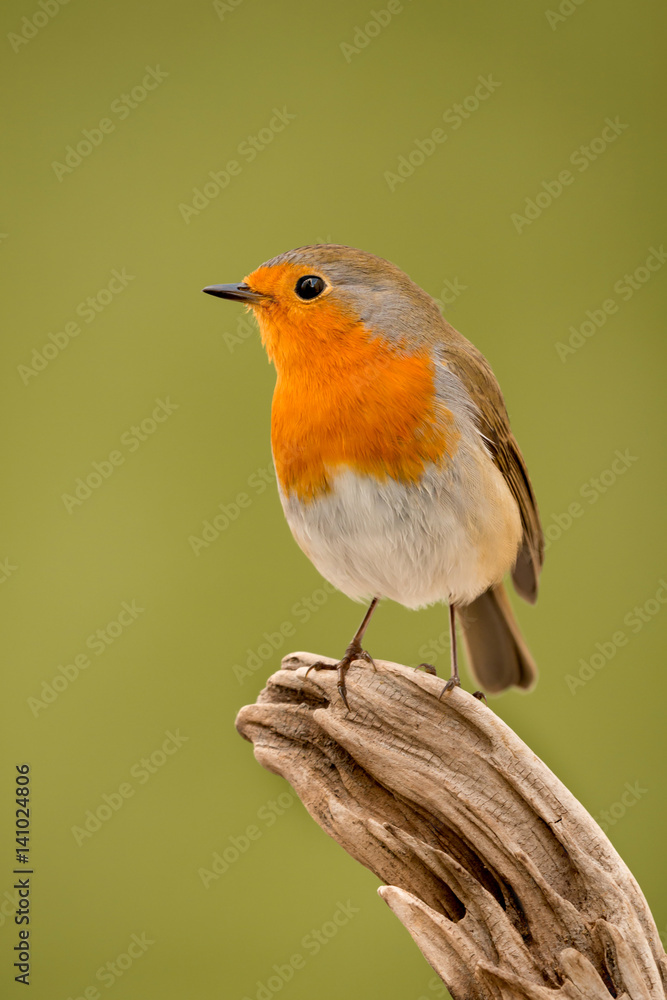 Pretty Bird With a Nice Orange Red Plumage Pretty Bird With a Nice Orange Red Plumage