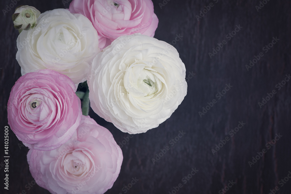 Obraz premium Ranunkeln (weiß und rosa)