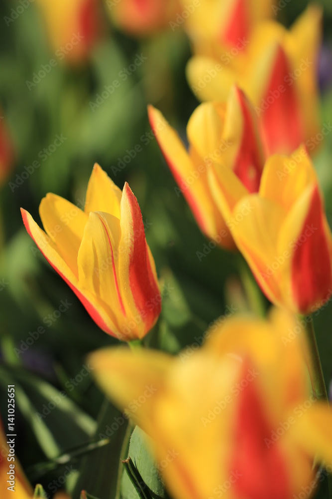 Yellow tulips in Netherlands. Yellow tulips in Netherlands.