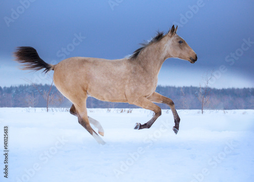 Palomino foal runs on snow in winter on blue sky background