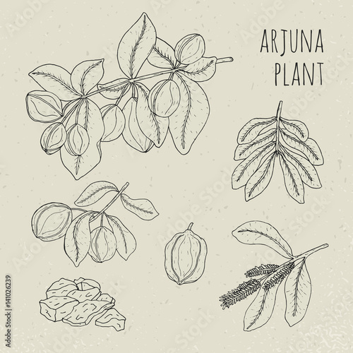 Arjuna, medical botanical ayurvedic tree. Plant, fruit, flowers, bark, leaves hand drawn set. Vintage contour isolated illustration.