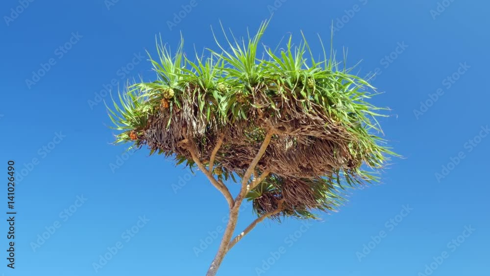 Tropical island flora palm tree with green leaves isolated on blue sky Tropical island flora palm tree with green leaves isolated on blue sky