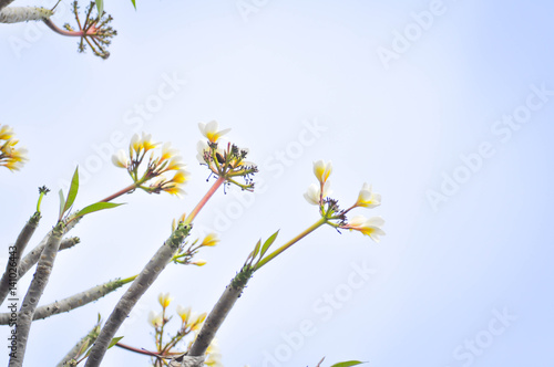 plumeria flower or temple tree and sky background