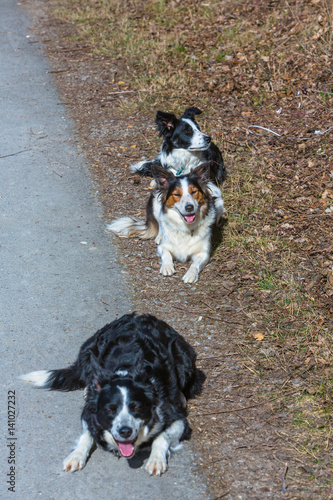 Border Collie