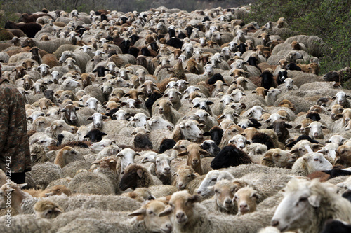 sheeps © Albert Khachatryan