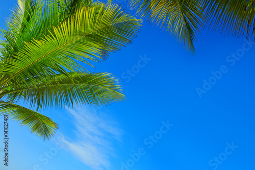 Palm trees and blue sky. © Swetlana Wall