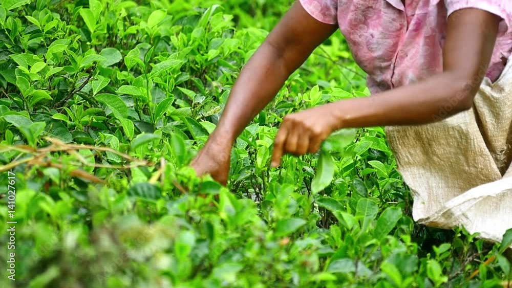 Woman worker picking fresh green tea leaves on plantation in Sri Lanka Woman worker picking fresh green tea leaves on plantation in Sri Lanka