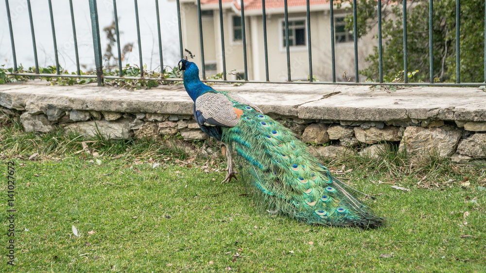 Obraz premium Istanbul, Turkey - March 2, 2017: A peacock walking in the gardens of Adile Sultan palace in Istanbul