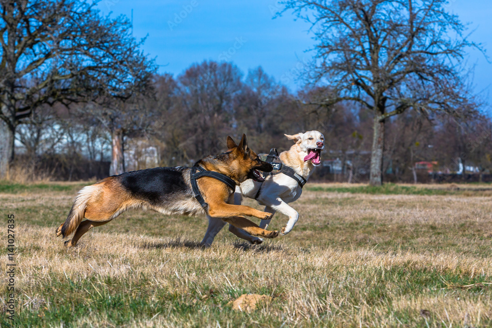 Hunde spielen