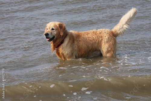 Hund im Meer
