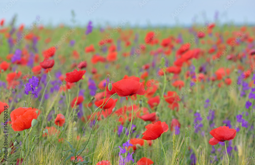 colorful flowers on field