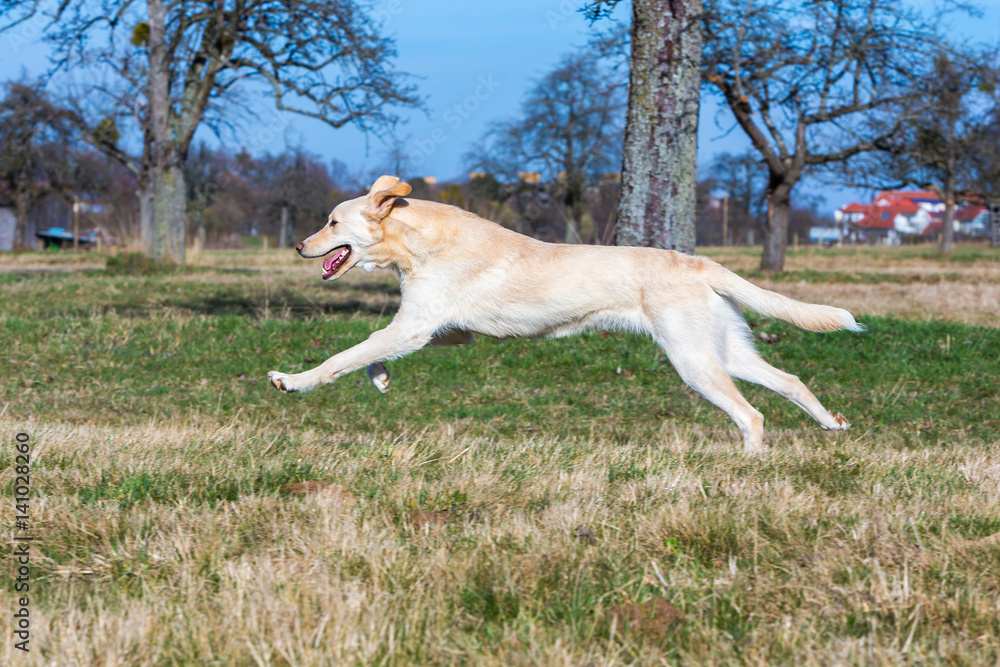 Hund rennt Hund rennt