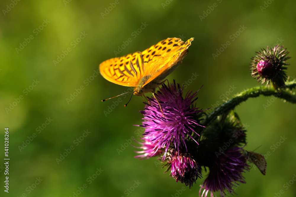 Butterfly Argynnis sitting on the flower of the summer field.