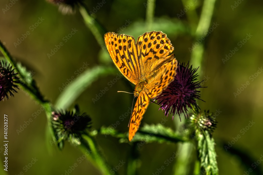 Butterfly Argynnis sitting on the flower of the summer field.