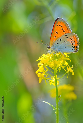 Orange butterfly on summer flower