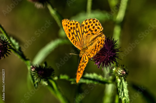 Obraz na płótnie Butterfly Argynnis sitting on the flower of the summer field. w salonie