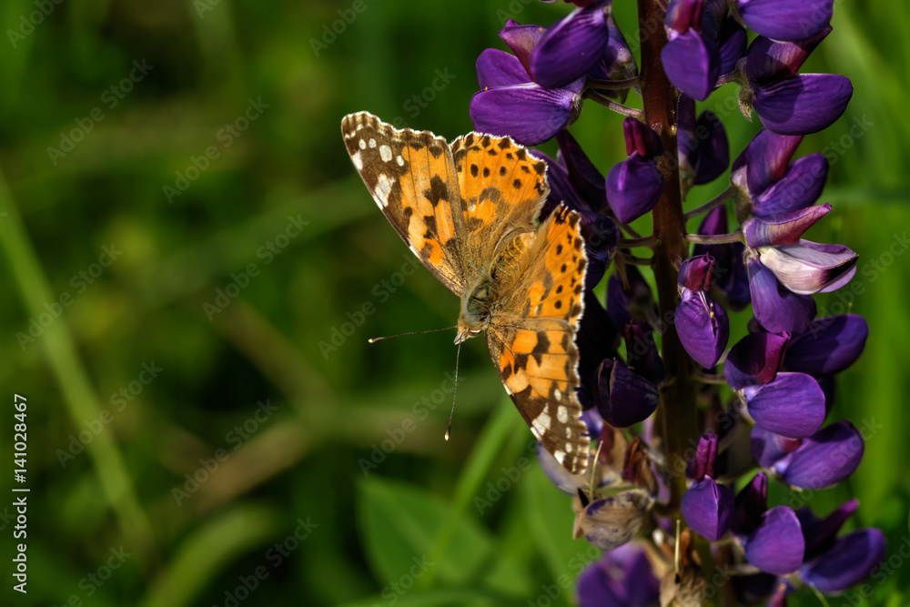 Butterfly painted lady sitting on the flower of the summer field.