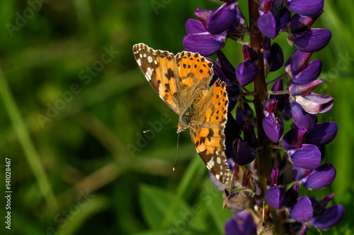 Obraz na płótnie Butterfly painted lady sitting on the flower of the summer field. w salonie