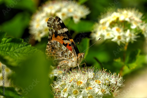 Obraz na płótnie Butterfly painted lady sitting on the flower of the summer field. w salonie