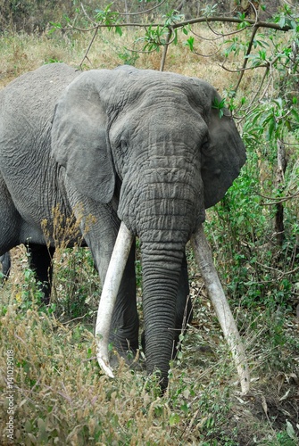 Single big african elephant, Ngorongoro Crater, Tanzania