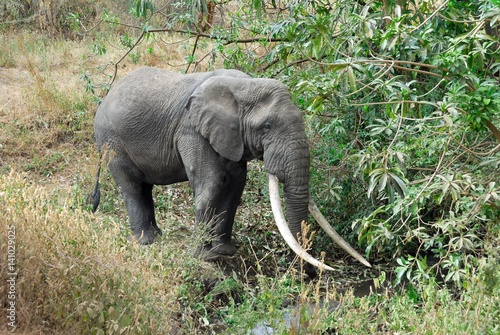 Single big african elephant, Ngorongoro Crater, Tanzania
