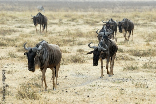 Fototapeta Naklejka Na Ścianę i Meble -  Wildebeests, Ngorongoro Crater, Tanzania