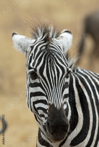 Single zebra  Ngorongoro Crater  Tanzania