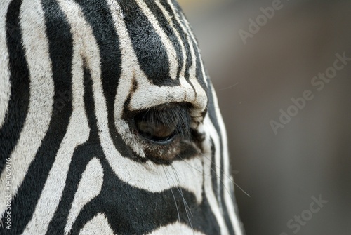 Single zebra s eye  Ngorongoro Crater  Tanzania