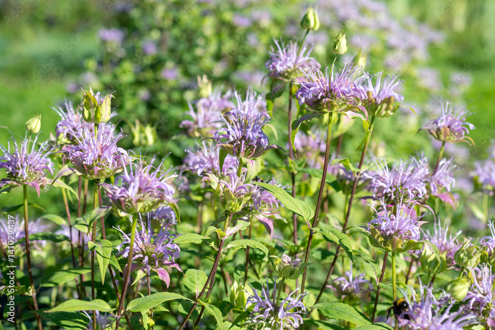 Obraz premium Monarda flowers. Monarda didyma