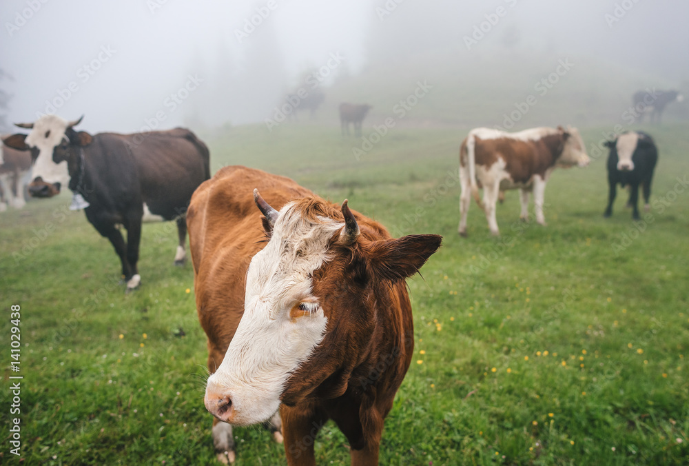 Group of cows in the summer mountain forest with mist Group of cows in the summer mountain forest with mist