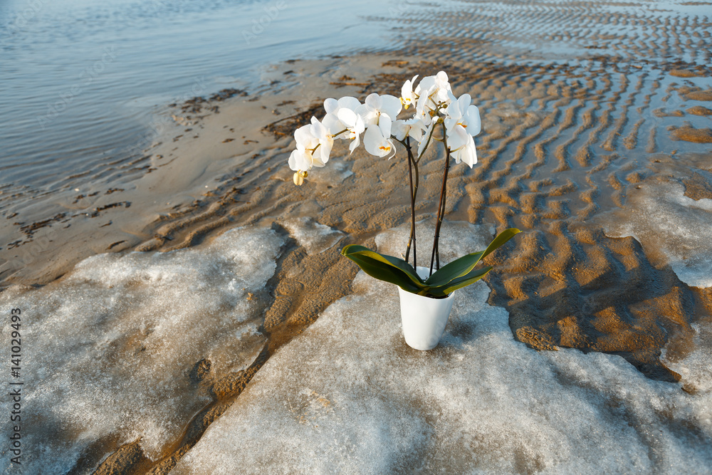 Fototapeta White orchid in the spring on a lake