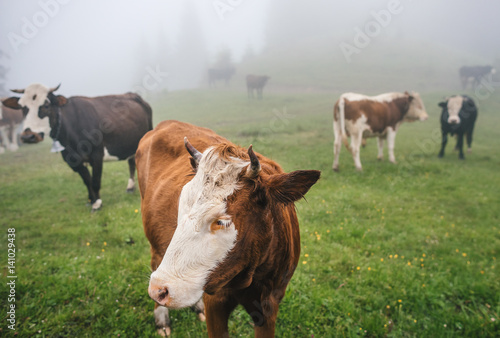 Group of cows in the summer mountain forest with mist