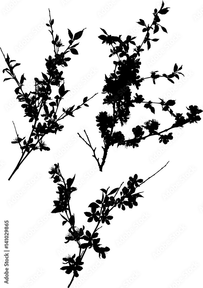 sakura three black spring blossoming branch silhouettes