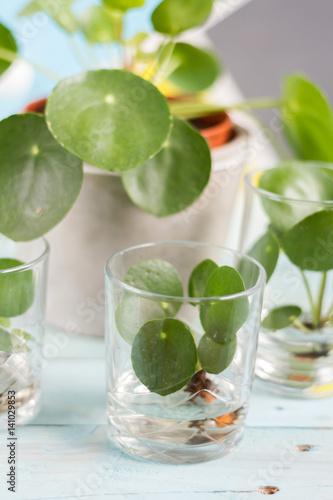 Pilea peperomioides, money plant with baby plants. Home interior. 