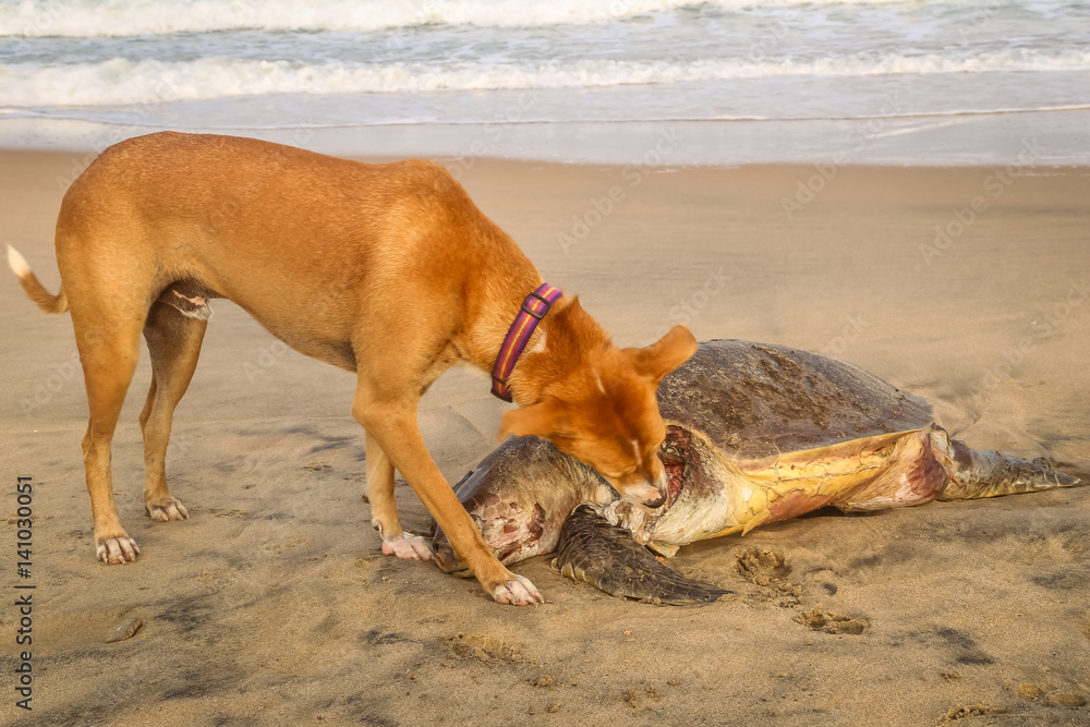 Hungry dog eating a dead sea turtle on the beach. Mahabalipuram, Tamil