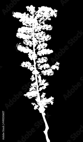 white sea-buckthorn silhouette isolated on black