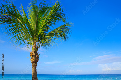 Fototapeta Naklejka Na Ścianę i Meble -  Beautiful palm tree and caribbean sea.