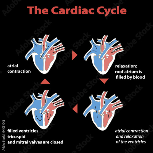 The cardiac cycle of heart on black isolated.